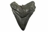 Fossil Megalodon Tooth - South Carolina #340160-1